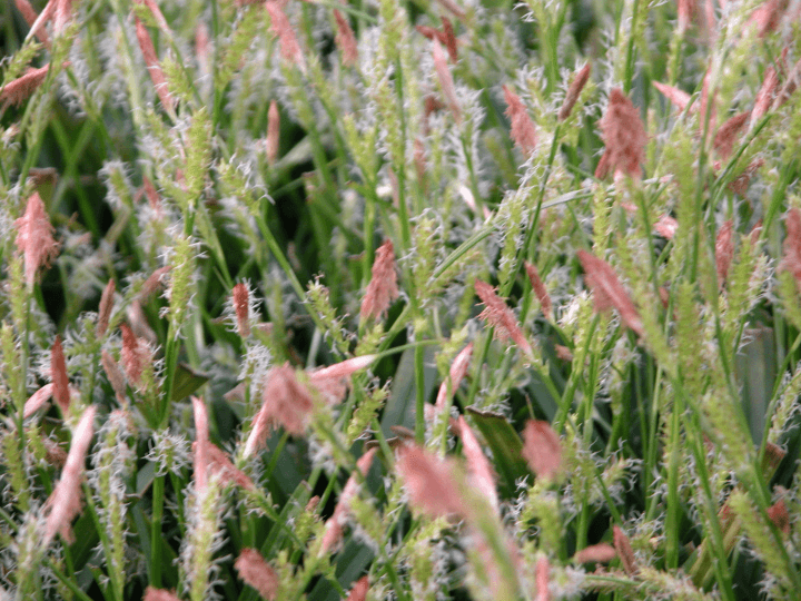 Carex morrowii